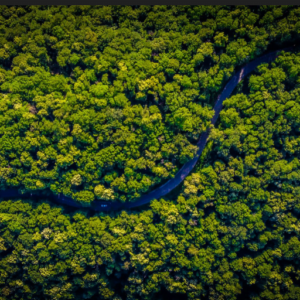 Natura impulsiona a bioeconomia da Amazônia com mecanismo financeiro inovador