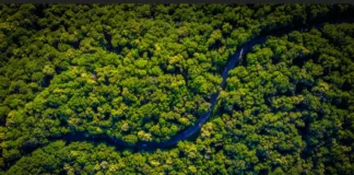 Natura impulsiona a bioeconomia da Amazônia com mecanismo financeiro inovador Natura impulsiona a bioeconomia da Amazônia com mecanismo financeiro inovador