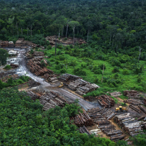 Formação de Líderes para o Combate ao Desmatamento na Amazônia