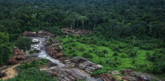 Formação de Líderes para o Combate ao Desmatamento na Amazônia Formação de Líderes para o Combate ao Desmatamento na Amazônia