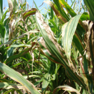 Desmatamento na Amazônia Prejudica os Cultivos de Soja e Milho