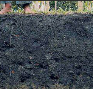 Desvendando Segredos da Terra Preta da Amazônia