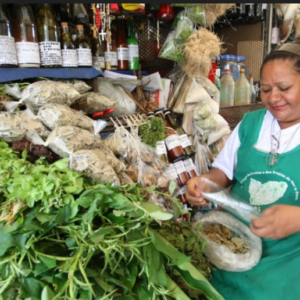 O Potencial Terapêutico das Plantas Medicinais Amazônicas