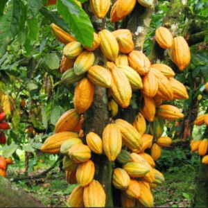 Alta do cacau na Bolsa de Valores alegra produtores paraenses