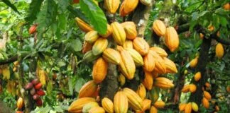 Alta do cacau na Bolsa de Valores alegra produtores paraenses Alta do cacau na Bolsa de Valores alegra produtores paraenses