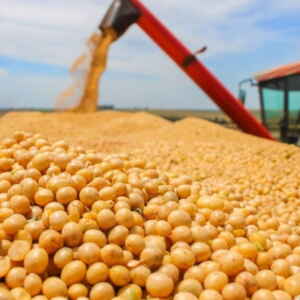 Boas Perspectivas: Cotação da Soja em Alta pós-Carnaval