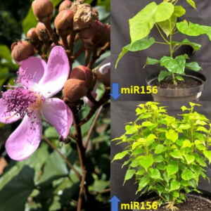 Pesquisa no Urucum Abre Caminho para Produção Otimizada