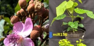 Pesquisa no Urucum Abre Caminho para Produção Otimizada Pesquisa no Urucum Abre Caminho para Produção Otimizada