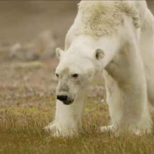 Verões longos do árticos aumentam risco de extinção do urso polar