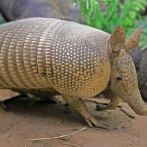 Isabel, A Tatu-Canastra que Revelou ao mundo detalhes de sua espécie