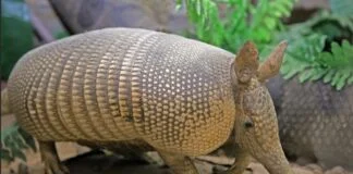 Isabel, A Tatu-Canastra que Revelou ao mundo detalhes de sua espécie Isabel, A Tatu-Canastra que Revelou ao mundo detalhes de sua espécie