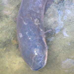 Em busca do misterioso peixe-elétrico e novas descobertas de espécies na Amazônia