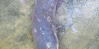Em busca do misterioso peixe-elétrico e novas descobertas de espécies na Amazônia Em busca do misterioso peixe-elétrico e novas descobertas de espécies na Amazônia