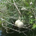 Pesquisa: Cerca de mil espécies representam 50% das árvores tropicais global A copa de uma árvore de catoré (Leonia glycycarpa) em frutificação. Listada entre as hiperdominantes na Amazônia, a espécie ocorre principalmente em floresta tropical alagável (floresta de várzea e igapó)