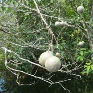 Pesquisa: Cerca de mil espécies representam 50% das árvores tropicais global A copa de uma árvore de catoré (Leonia glycycarpa) em frutificação. Listada entre as hiperdominantes na Amazônia, a espécie ocorre principalmente em floresta tropical alagável (floresta de várzea e igapó)