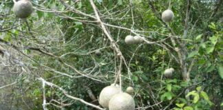 A copa de uma árvore de catoré (Leonia glycycarpa) em frutificação. Listada entre as hiperdominantes na Amazônia, a espécie ocorre principalmente em floresta tropical alagável (floresta de várzea e igapó)