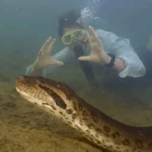 Maior cobra do mundo foi avistada nas profundezas da Floresta Amazônica.