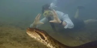 Maior cobra do mundo foi avistada nas profundezas da Floresta Amazônica. Maior cobra do mundo foi avistada nas profundezas da Floresta Amazônica.