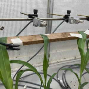 Pesquisa: Fungo pode controlar a praga do milho