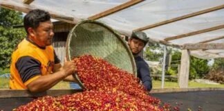 Edital Aberto para Projetos de Alimentação Sustentável na Amazônia Edital Aberto para Projetos de Alimentação Sustentável na Amazônia