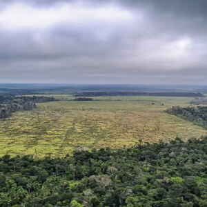 Redução de 60% no Desmatamento da Amazônia em Janeiro