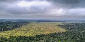 Redução de 60% no Desmatamento da Amazônia em Janeiro Redução de 60% no Desmatamento da Amazônia em Janeiro