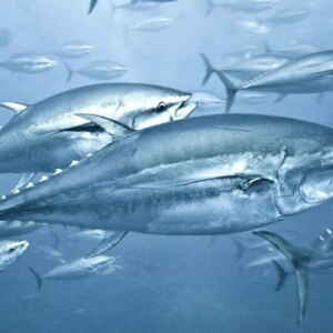 Mistério do mercúrio: elemento venenoso persiste no atum