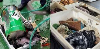 Estudo Avalia Lixo nas Profundezas do Oceano Brasileiro Estudo Avalia Lixo nas Profundezas do Oceano Brasileiro
