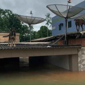 Resgate de Animais em Meio à Enchente do Rio Acre