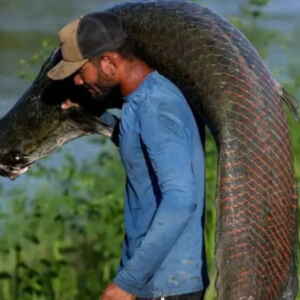 Pirarucu: Uma Ameaça e Oportunidade nos Rios da Amazônia