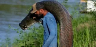 Pirarucu: Uma Ameaça e Oportunidade nos Rios da Amazônia Pirarucu: Uma Ameaça e Oportunidade nos Rios da Amazônia