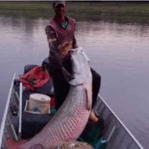 A Invasão do Pirarucu nos Rios de São Paulo