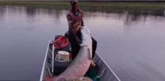 A Invasão do Pirarucu nos Rios de São Paulo A Invasão do Pirarucu nos Rios de São Paulo