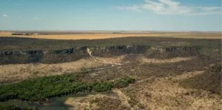 Instituto Aponta Redução de 48% no Desmatamento do Cerrado em Janeiro Instituto Aponta Redução de 48% no Desmatamento do Cerrado em Janeiro
