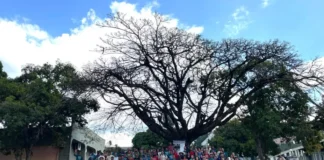 Ibama discute em Brasília o progresso das cadeias produtivas do Amazonas Ibama discute em Brasília o progresso das cadeias produtivas do Amazonas