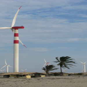 ONGs Propõem Medidas para Reduzir Impactos de Parques Eólicos no Nordeste