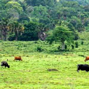Frigoríficos no Pará com Baixo Controle Ambiental