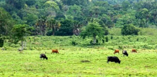 Frigoríficos no Pará com Baixo Controle Ambiental Frigoríficos no Pará com Baixo Controle Ambiental