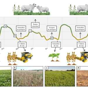 Método alia inteligência artificial a imagens de satélite para mapear áreas com integração lavoura-pecuária