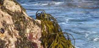 Algas marrons poderiam extrair meio gigatonelada de CO2 da atmosfera anualmente (e isso é muito) Algas marrons poderiam extrair meio gigatonelada de CO2 da atmosfera anualmente (e isso é muito)
