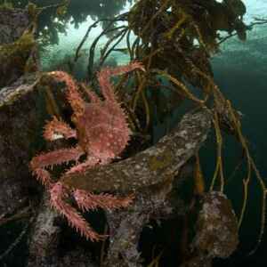 Pesquisa Conjunta Brasil/Chile: Influência Climática na Subantártica Chilena