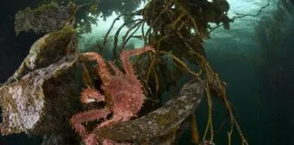 Pesquisa Conjunta Brasil/Chile: Influência Climática na Subantártica Chilena Pesquisa Conjunta Brasil/Chile: Influência Climática na Subantártica Chilena