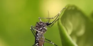 Espécies Exóticas Invasoras no Brasil: Impactos e Desafios Espécies Exóticas Invasoras no Brasil: Impactos e Desafios