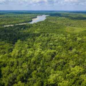 Impactos do El Niño em 2024: um alerta do Alasca à Amazônia