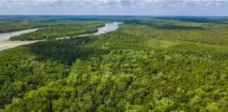 Impactos do El Niño em 2024: um alerta do Alasca à Amazônia Impactos do El Niño em 2024: um alerta do Alasca à Amazônia