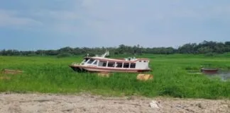 Pesquisa alerta: Amazônia pode se tornar seca e de vegetação rasteira Pesquisa alerta: Amazônia pode se tornar seca e de vegetação rasteira