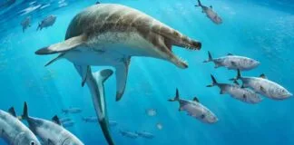 Encontrado fóssil de lagarto marinho da era dos dinossauros Encontrado fóssil de lagarto marinho da era dos dinossauros