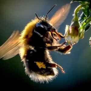 Transmissão de habilidades observada em humanos, abelhas e chimpanzés