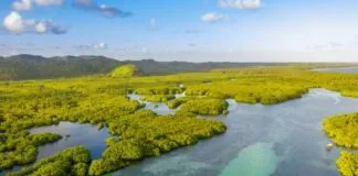 Brasil pode liderar mercado de carbono movendo US$ 50 bi até 2030 Brasil pode liderar mercado de carbono movendo US$ 50 bi até 2030