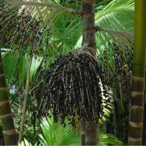 Polinização de palmeiras como o açaí vale mais de 700 milhões ao ano